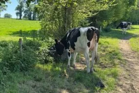 Une génisse Holstein en train de boire dans un bac à eau placé sur le chemin du pâturage