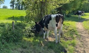 Une génisse Holstein en train de boire dans un bac à eau placé sur le chemin du pâturage