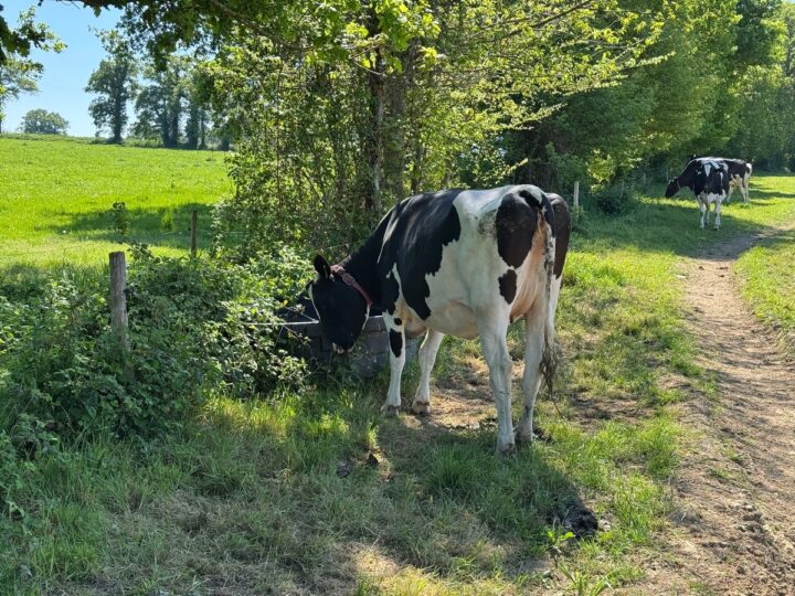 Une génisse Holstein en train de boire dans un bac à eau placé sur le chemin du pâturage