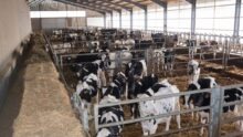 Des cases de génisses Holstein dans un bâtiment
