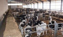 Des cases de génisses Holstein dans un bâtiment