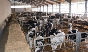 Des cases de génisses Holstein dans un bâtiment
