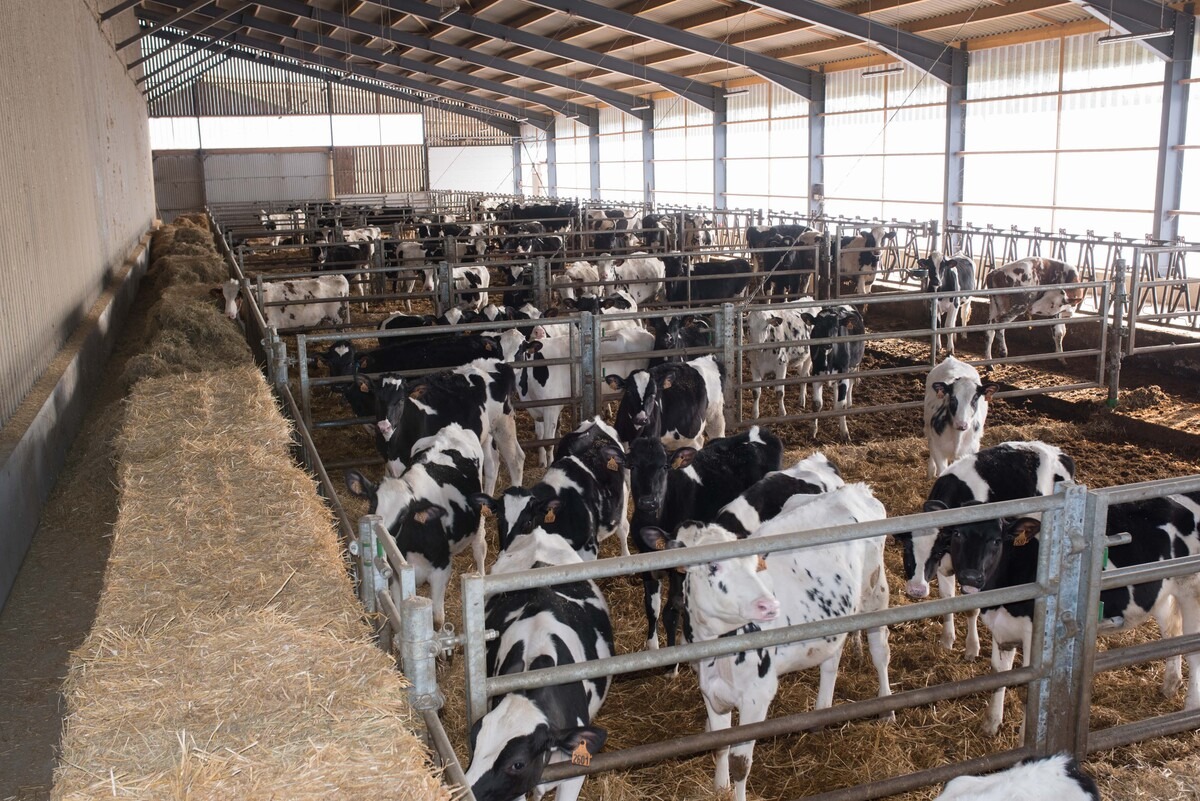 Des cases de génisses Holstein dans un bâtiment - Illustration Faut-il élever davantage de génisses aujourd’hui ?