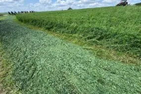 Une parcelle de luzerne en cours de fauchage.