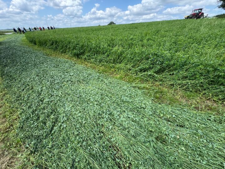 Une parcelle de luzerne en cours de fauchage.