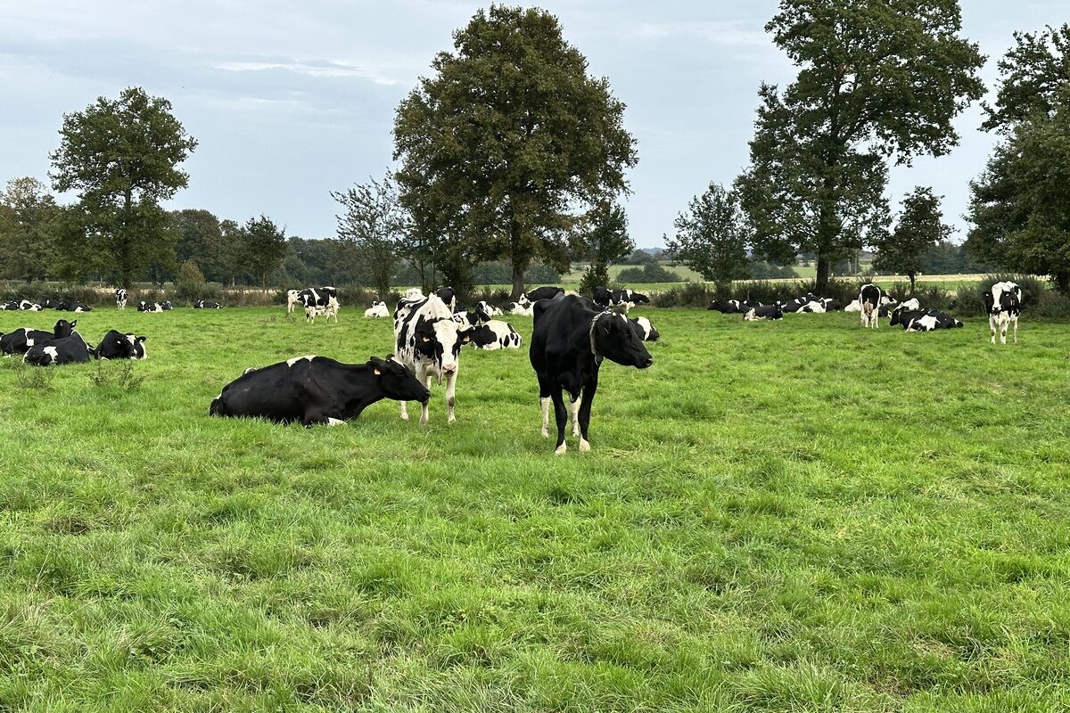 AJ_pâturage_prim holstein_herbe_prairie_vache.jpg - Illustration La CR dénonce l’abattage systématique