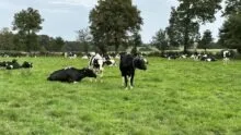 AJ_pâturage_prim holstein_herbe_prairie_vache.jpg