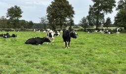 AJ_pâturage_prim holstein_herbe_prairie_vache.jpg