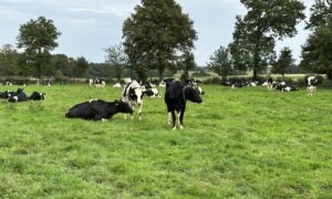 AJ_pâturage_prim holstein_herbe_prairie_vache.jpg