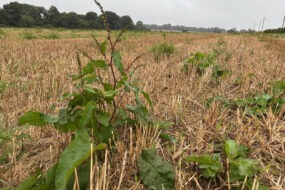 rumex dans parcelle de céréale