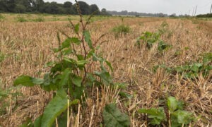 rumex dans parcelle de céréale
