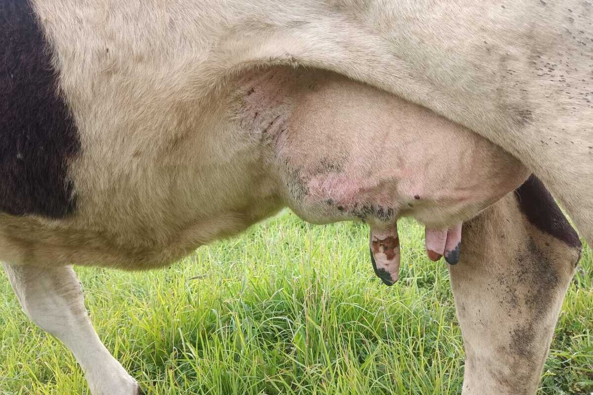 Les tryons abîmés d'une vache atteinte de la FCO - Illustration La FCO se propage et fait des ravages