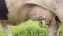 Les tryons abîmés d'une vache atteinte de la FCO