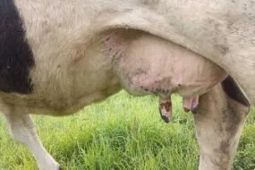 Les tryons abîmés d'une vache atteinte de la FCO