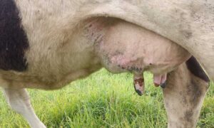 Les tryons abîmés d'une vache atteinte de la FCO