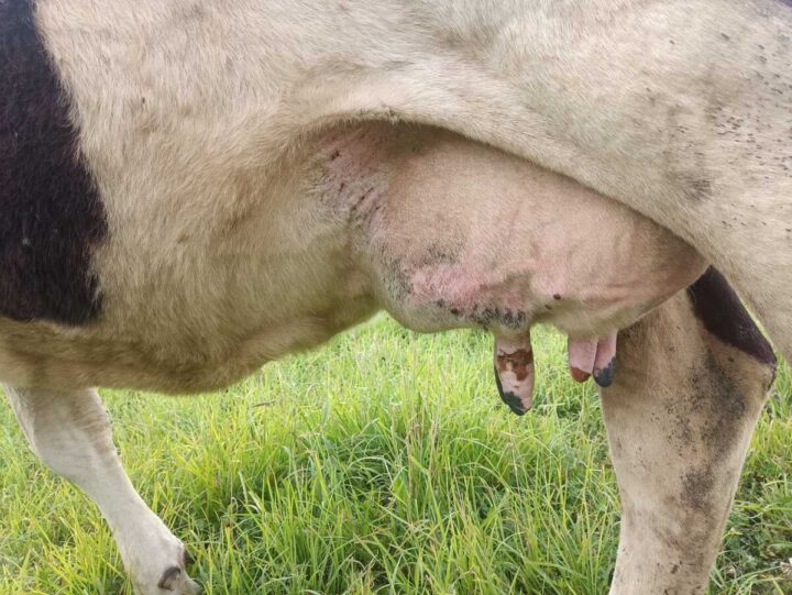 Les tryons abîmés d'une vache atteinte de la FCO