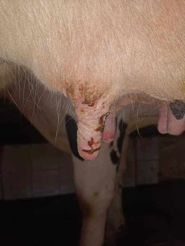 Au départ, les éleveurs constatent des lésions de la FCO faisant penser à des coups de soleil sur les trayons