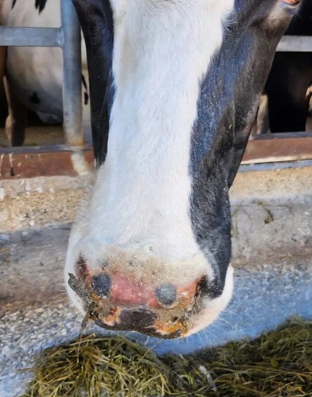 L'érosion au niveau du mufle est un des signes fréquentes de la FCO.