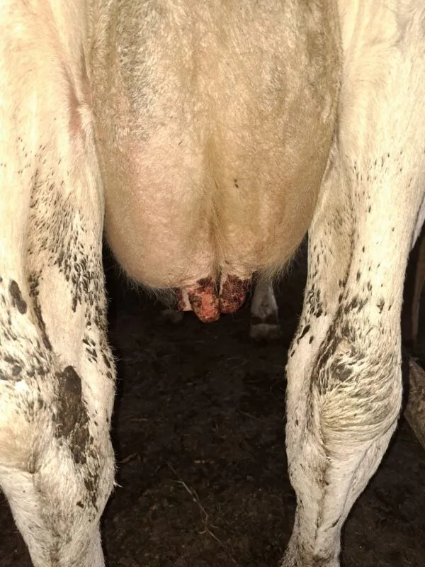 La FCO peut détériorer sévèrement les trayons.