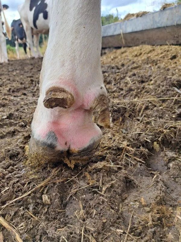 Des symptômes non spécifiques comme des pieds gonflés sont parfois observés dans les élevages atteints par la FCO