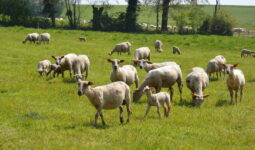 brebis et agneaux dans un champ