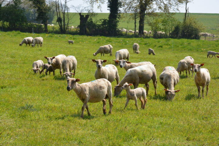 brebis et agneaux dans un champ