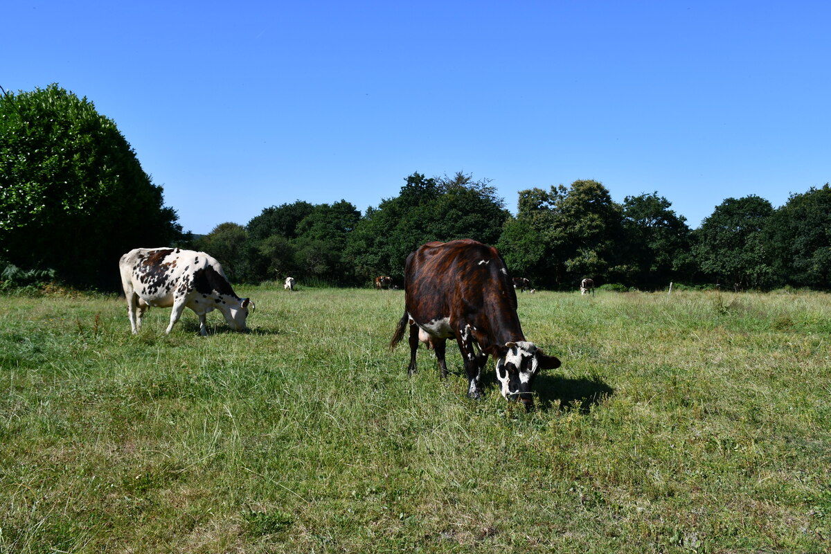 Les deux associés produisent 300 000 L de lait avec 62 vaches laitières normandes.