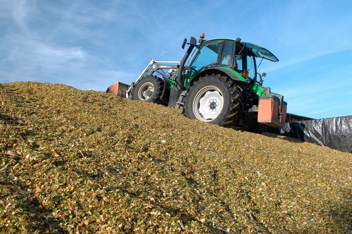 Tassement maïs après ensilage. Confection du silo - Illustration Quelles sont les pertes  dans un silo ?
