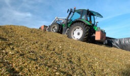 Tassement maïs après ensilage. Confection du silo