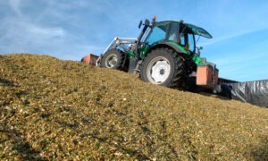 Tassement maïs après ensilage. Confection du silo