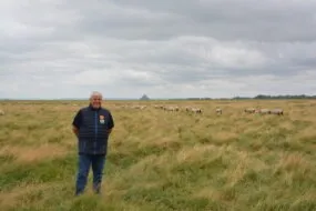 Un homme devant des agnelles qui pâturent sur  les herbus