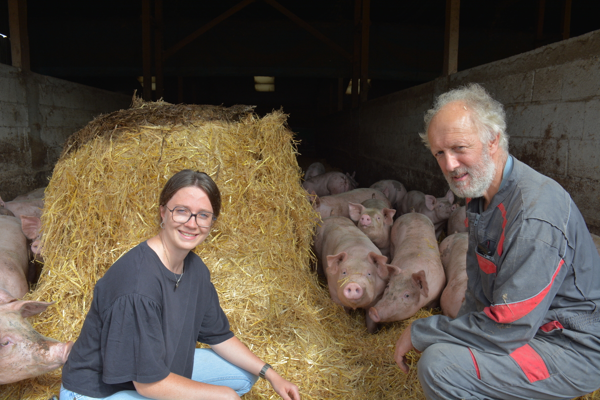 Une femme et un homme avec des cochons sur de la paille - Illustration Des porcs fermiers engraissés avec les céréales de la ferme