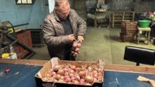 Un homme qui tresse des oignons
