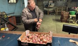 Un homme qui tresse des oignons