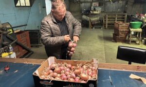 Un homme qui tresse des oignons