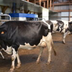 Des vache devant un robot de traite