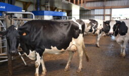Des vache devant un robot de traite