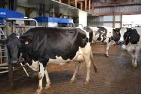 Des vache devant un robot de traite