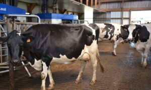 Des vache devant un robot de traite