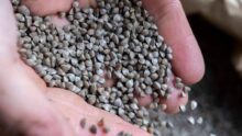 Des graines de blé noir dans les mains d'une personne
