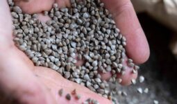 Des graines de blé noir dans les mains d'une personne
