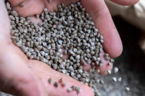 Des graines de blé noir dans les mains d'une personne