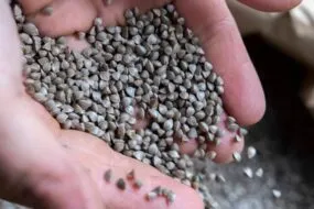 Des graines de blé noir dans les mains d'une personne