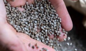 Des graines de blé noir dans les mains d'une personne