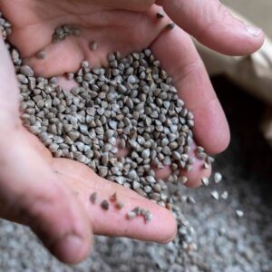 Des graines de blé noir dans les mains d'une personne