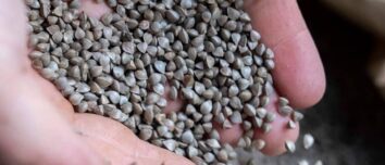 Des graines de blé noir dans les mains d'une personne