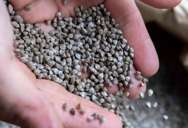 Des graines de blé noir dans les mains d'une personne