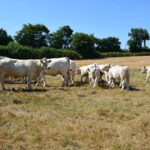 Troupeau de vaches dans un champs d'herbe jaunie