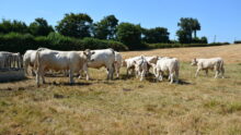 Troupeau de vaches dans un champs d'herbe jaunie