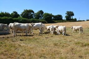 Troupeau de vaches dans un champs d'herbe jaunie